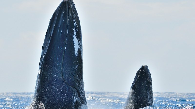 Two whales breaching the ocean surface, one larger and one smaller, under a bright sky.