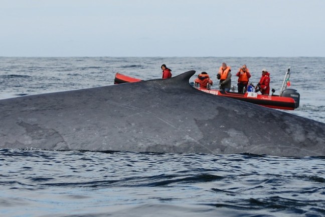 Large whale near red boat with people in life jackets on open ocean.
