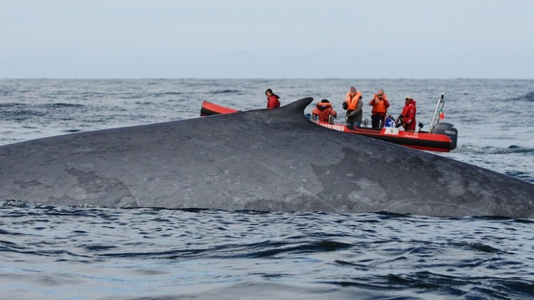 Large whale near red boat with people in life jackets on open ocean.