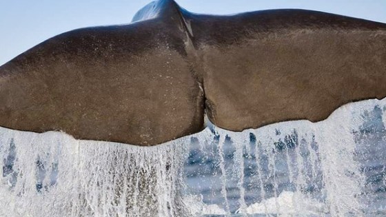 Whale tail emerging from water with splashes, sky in background.