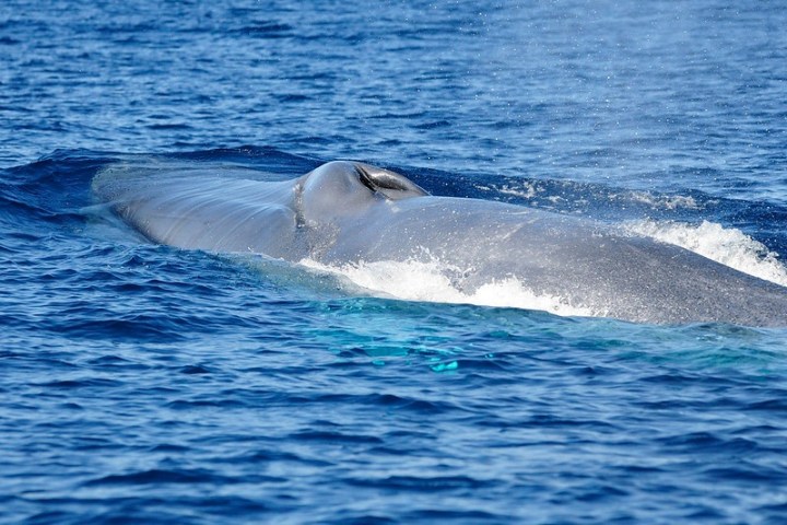 Blue whale surfacing in the ocean, partially submerged with visible dorsal fin.