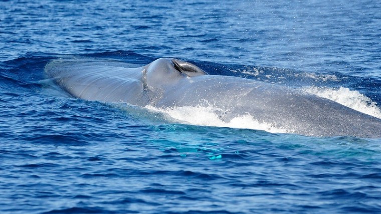 Blue whale surfacing in the ocean, partially submerged with visible dorsal fin.