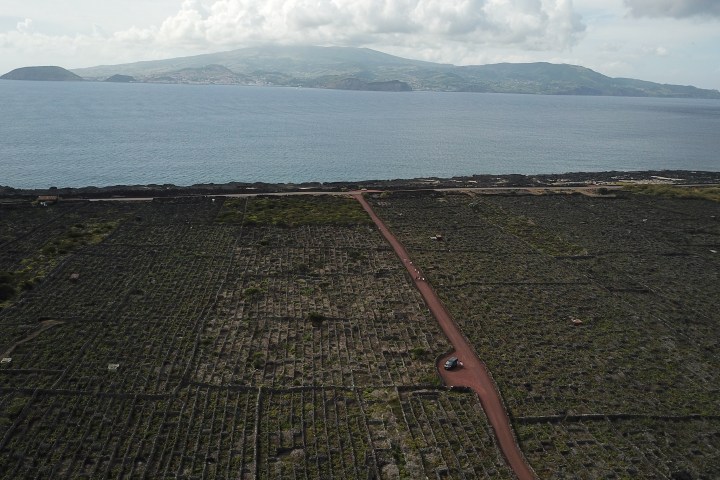Aerial view of a vineyard with a red dirt road leading to the sea and an island in the background.