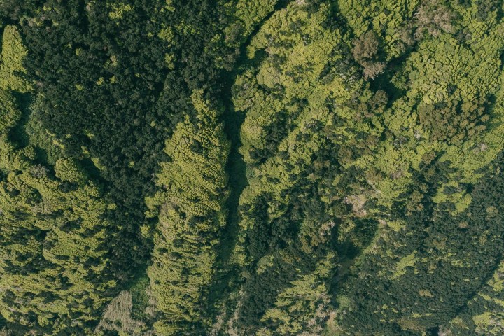 Aerial view of dense green forest meeting a rocky shoreline with ocean waves.