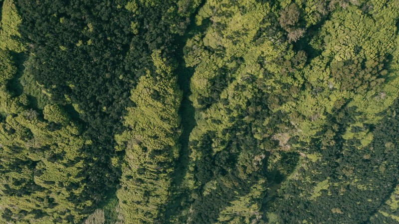 Aerial view of dense green forest meeting a rocky shoreline with ocean waves.